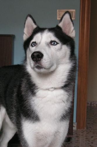 Elwood